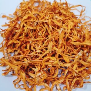 虫草花 Cordyceps Flowers